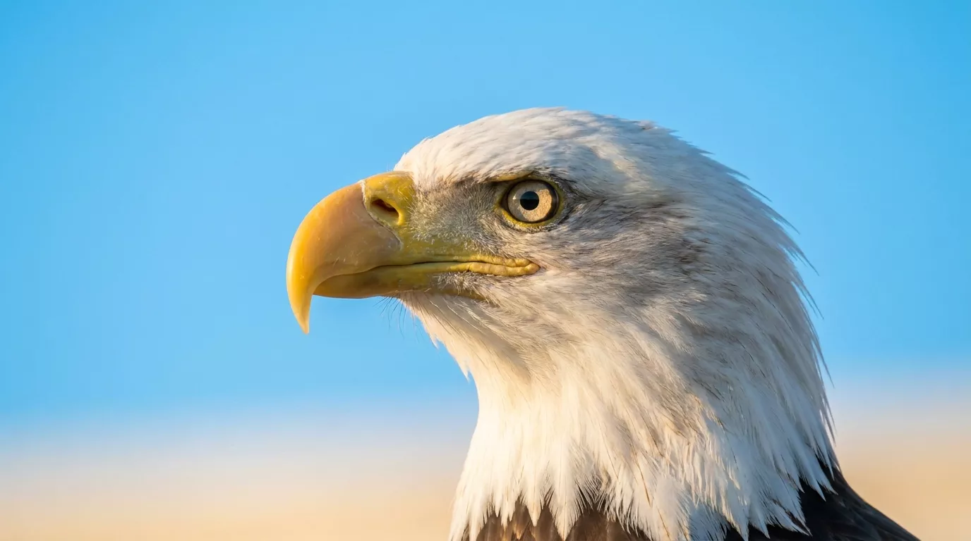 Bald eagle profile against a clear sky-blue background